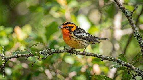 robin on a branch