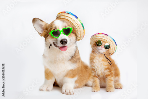 a Welsh Corgi dog is smiling and a ginger cat wearing sunglasses and hats is isolated on a white background, representing the concept of travel and beach vacations