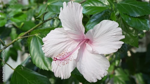 Extreme Close-Up of White Hibiscus Flower Bloom in Natural Daylight