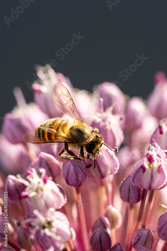 Bee collecting nectar from pink flowers in warm sunlight