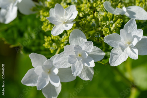 White double lacecap hydrangea flowers in bright summer light