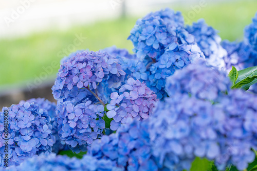Blue hydrangea clusters blooming in a lush summer garden