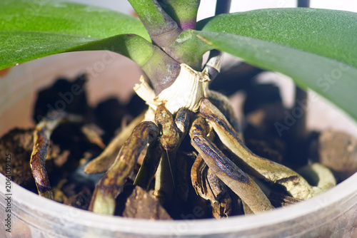Φωτογραφία Brown roots beneath green leaves of Phalaenopsis orchid reveals deteriorating condition