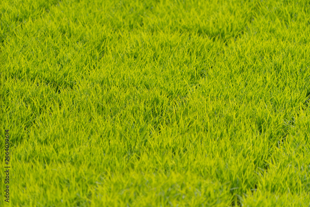 Obraz premium Young Rice Seedlings in Nursery Trays for Paddy Field Planting