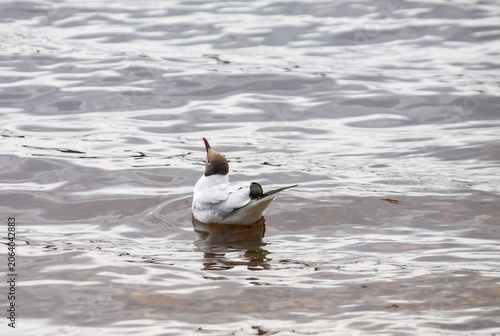 Foto Ornithological portrait of black-headed gull with chocolate-brown head and white body