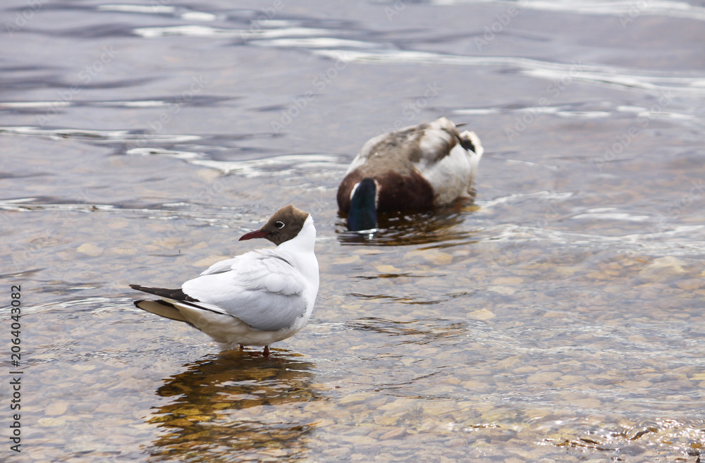 Fototapeta premium Ornithological portrait of black-headed gull with chocolate-brown head and white body.