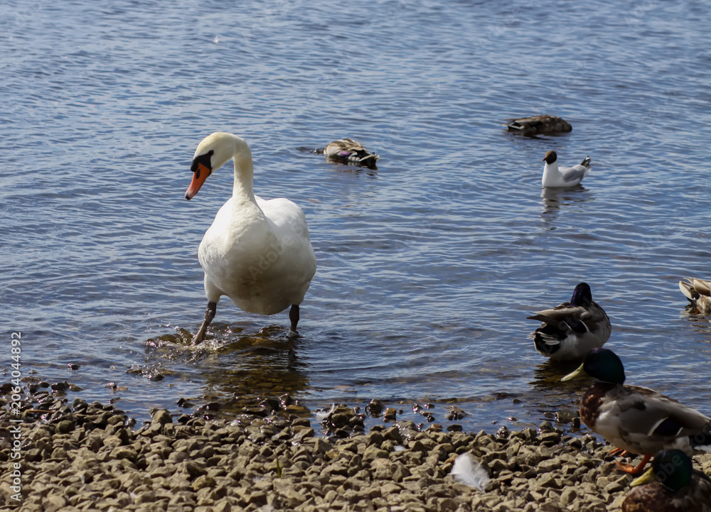 Fototapeta premium Natural riverside scene featuring a white swan in a quiet, balanced posture.