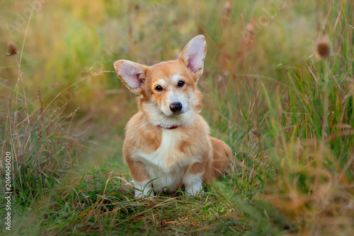 cute dog Welsh Corgi puppy on a summer walk sitting in the grass looking at the camera, large collection of Welsh Corgi puppies