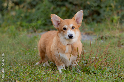 cute dog Welsh Corgi puppy on a summer walk sitting in the grass looking at the camera, large collection of Welsh Corgi puppies