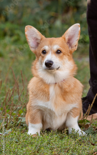 cute dog Welsh Corgi puppy on a summer walk sitting in the grass looking at the camera, large collection of Welsh Corgi puppies