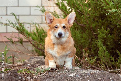 cute dog Welsh Corgi puppy on a summer walk sitting in the grass looking at the camera, large collection of Welsh Corgi puppies