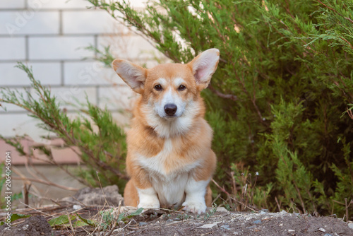 cute dog Welsh Corgi puppy on a summer walk sitting in the grass looking at the camera, large collection of Welsh Corgi puppies