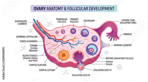 Foto Detailed anatomical illustration of a human ovary with labeled structures, showcasing follicular development and reproductive system components on a clean white background