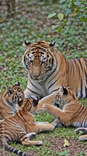 tiger in the jungle