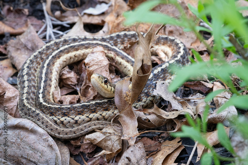 Garter Snake Suns in a Garden