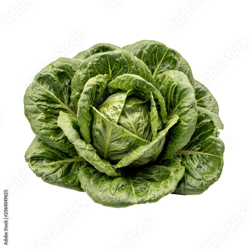 Fresh head of green romaine lettuce with layered crisp leaves isolated on a solid black background, for healthy cooking, and vegetable food themes