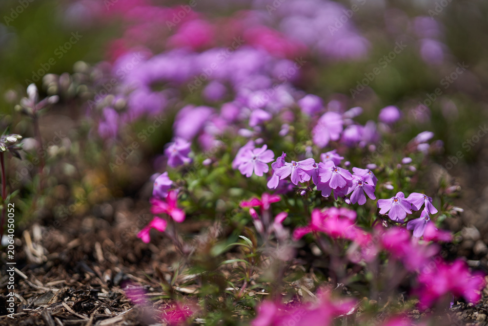 Fototapeta premium Moss phlox flowers in spring bloom