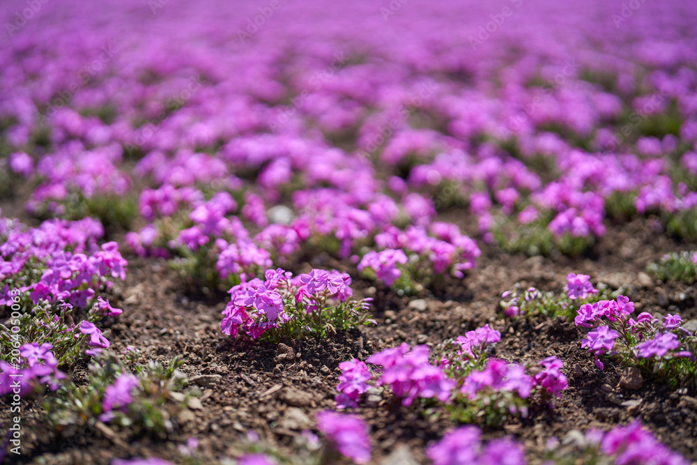 Fototapeta premium Moss phlox flowers in spring bloom