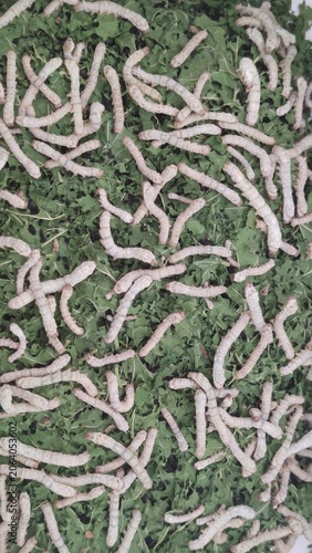 Top-down vertical shot of numerous white silkworms crawling and feeding densely on a bed of chopped fresh green mulberry leaves during the sericulture process.