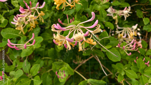 Fotografie Honeysuckle flower branch in the garden