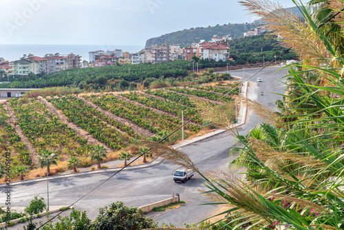 Scenic view of terraced banana plantations and Eski Antalya road in Dinek, Alanya. Horizontal shot captures the mix of agriculture and urban life in Turkey