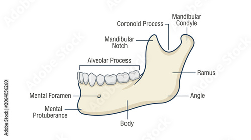 Fotografie Diagram of a human mandible with labeled anatomical features on a white background