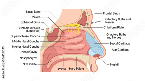 Fotografi Detailed anatomical illustration of the human nasal cavity and sinuses with labeled structures on a white background