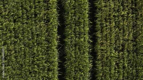 Mature Grain Field – Low Top Down Forward Telephoto Flight Over Tractor Tracks