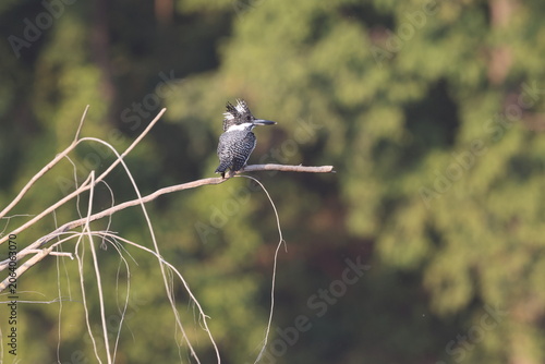 Photography Crested kingfisher (Megaceryle lugubris continentalis) is a very large kingfisher that is native to parts of southern Asia