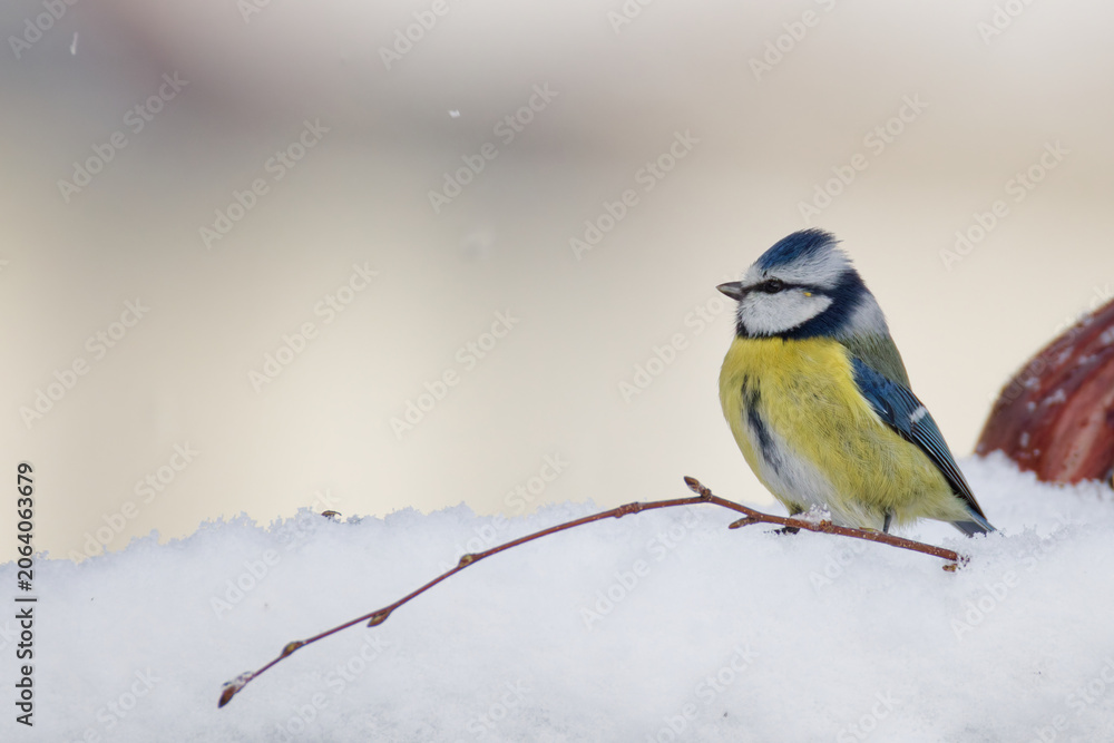 Fototapeta premium la mésange bleue