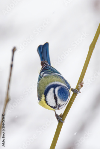 la mésange bleue