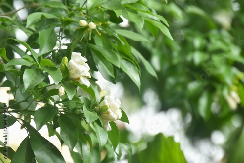 Schilderij op canvas orange jasmine tropical flower scented at night in garden