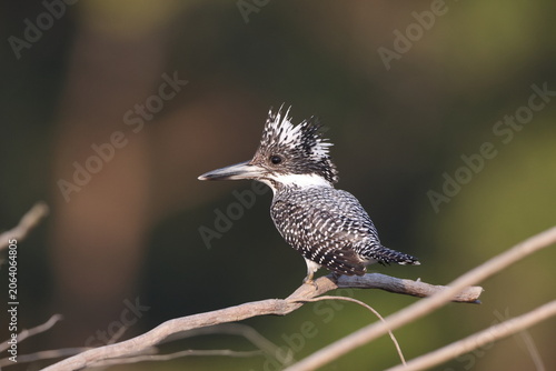 Photography Crested kingfisher (Megaceryle lugubris continentalis) is a very large kingfisher that is native to parts of southern Asia