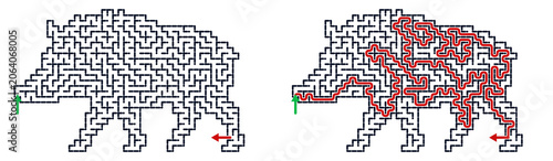 Maze puzzle of a boar with solution illustration for kids activity games  