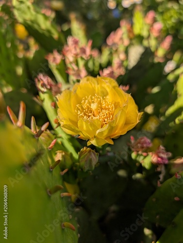 Vibrant Yellow Prickly Pear Cactus Flower in Bloom, New York, NY - June 2026