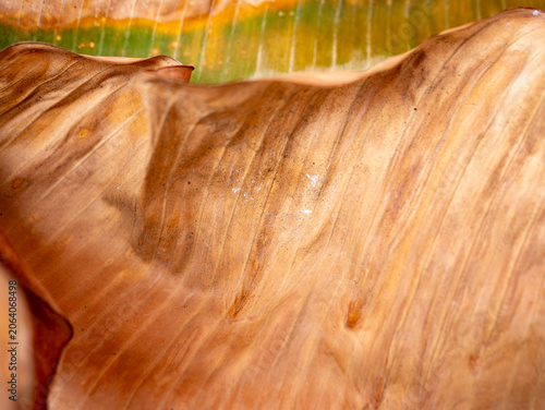 Foto Dried Brown Banana Leaf Close-Up Macro Texture with Natural Vein Pattern Backgro