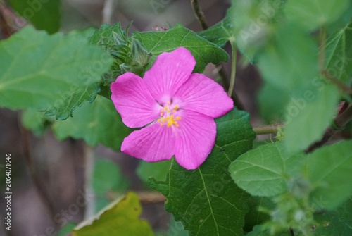 Bright pink five-petaled Texas Rock Rose flower with yellow stamens framed by serrated green leaves