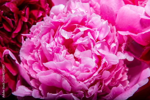 lush fragrant pink peonies in the interior