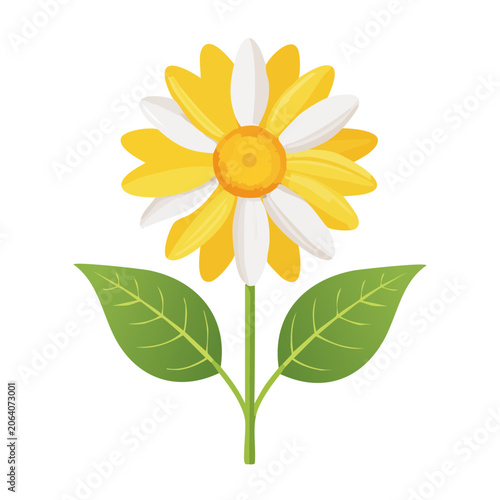 Yellow daisy flower with green leaves isolated
