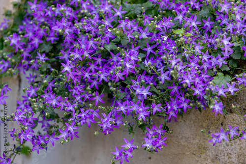 Selective focus of purple, violet or deep blue Campanula poscharskyana flower in garden, the Serbian bellflower or trailing bellflower, Its lavender-blue star-shaped flowers, Natural floral background