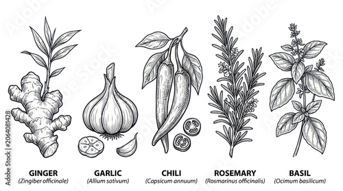 Hand-drawn Botanical Illustrations of Culinary Herbs and Spices