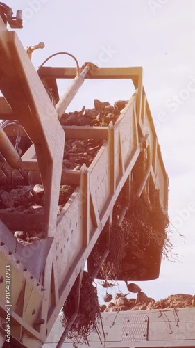 Agricultural process of sugar beet harvesting in a farm field during the autumn season. Modern farming machinery working to collect the root crop.