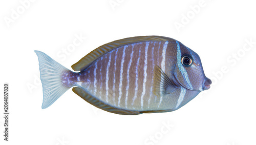 Foto Blue striped surgeonfish with purple and yellow fins