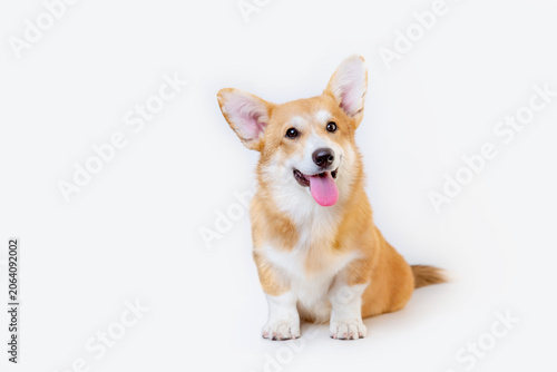 A Welsh Corgi dog is sitting on a white background and smiling, the smiling dog is highlighted on a white background, a large collection of photos and videos of Welsh Corgis