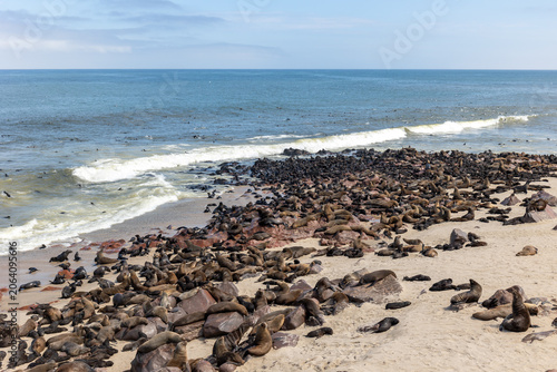 Photography Cape fur seal colony on Atlantic beach in Namibia