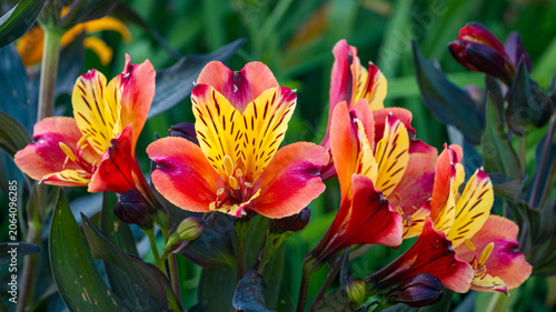 Schilderij op canvas Radiant Peruvian Lily Blossoms in a Lush Summer Garden