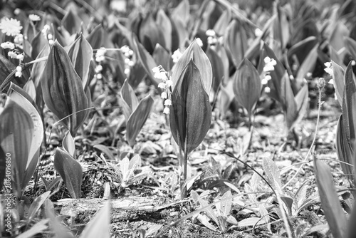 Canvas Print Black and White Shot of Blooming Lilies of the Valley in the Forest