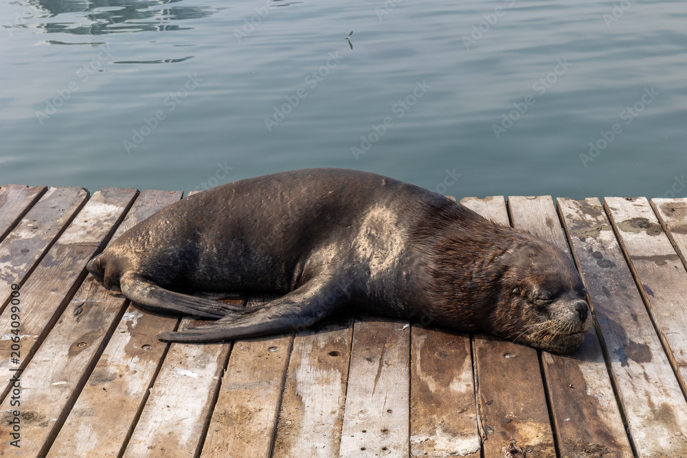 Fototapeta premium Sea lion sleeping on a wooden dock by calm harbor water