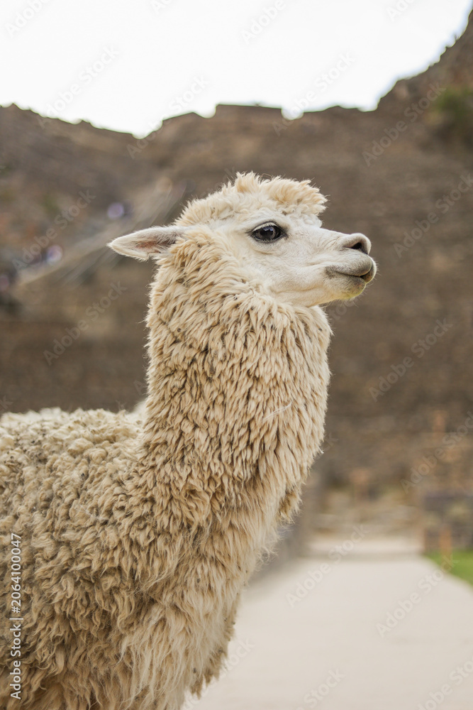 Fototapeta premium Fluffy white alpaca portrait at Inca ruins in Peru