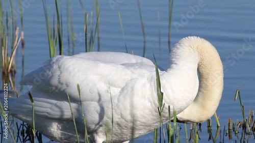 Mute Swan Preening Feathers in Shallow Water Near Reeds on a Sunny Spring Day